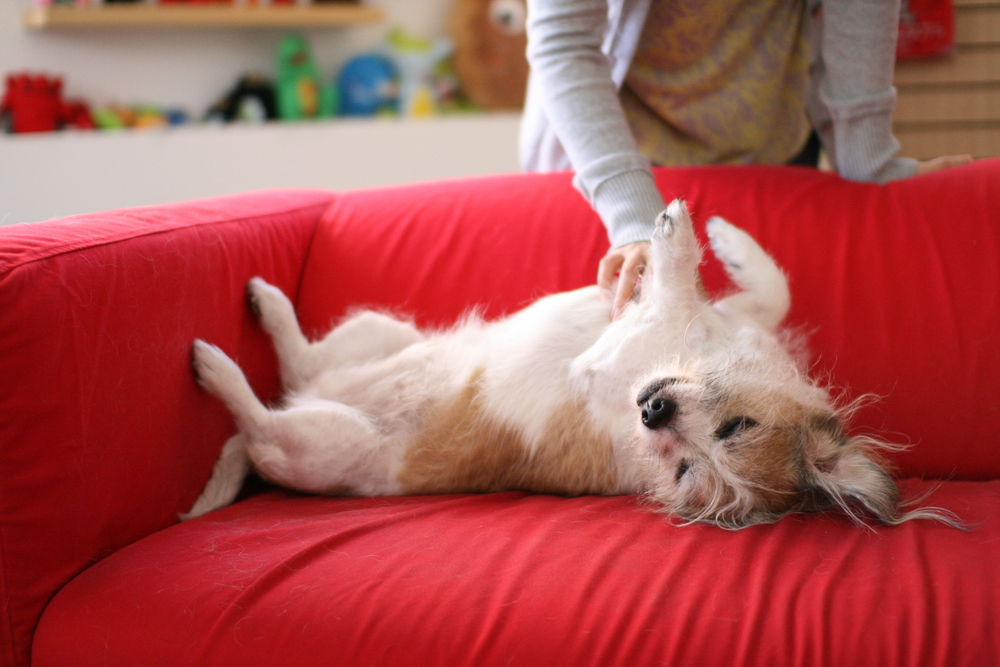 dog enjoying belly rub from owner