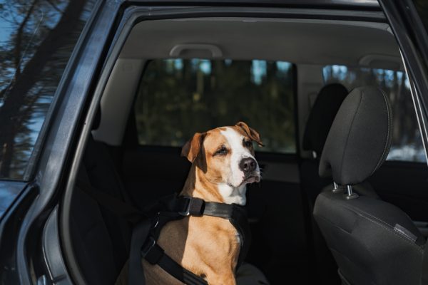 dog in a car wearing harness