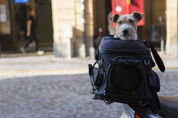 dog in a motorcycle carrier