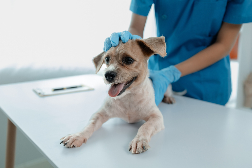 dog in vet clinic