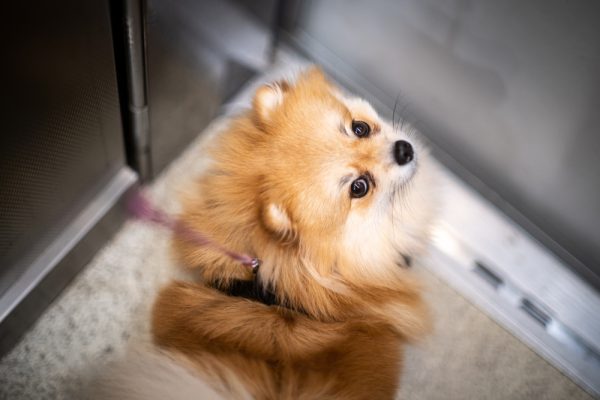 dog inside the elevator looking up