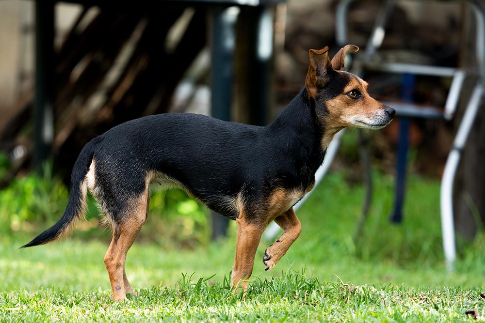 dog limping outdoors