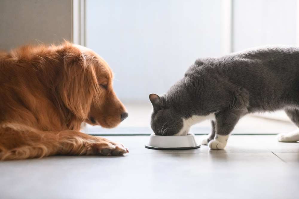 dog looking at the cat that is eating its food