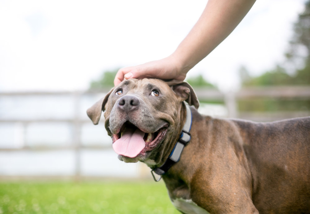 dog looking up to its owner while getting pet