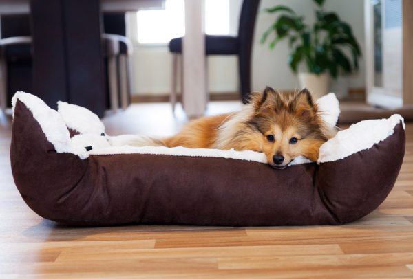 dog lying on bed at home