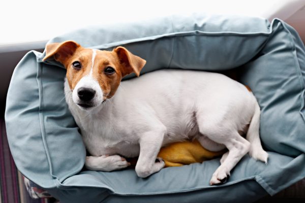 dog lying on bed