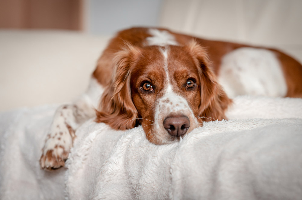 dog lying on couch