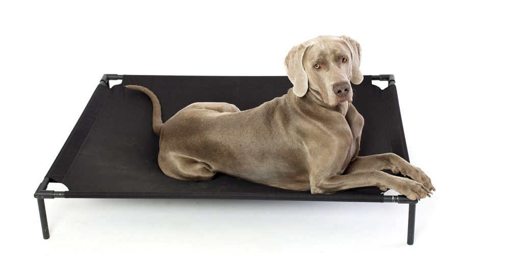 dog lying on elevated dog bed