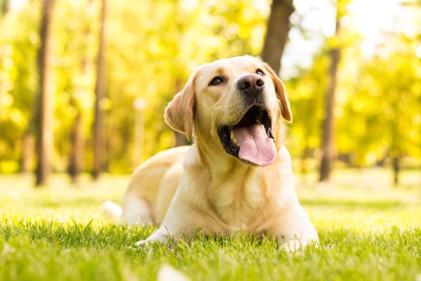 dog lying on grass