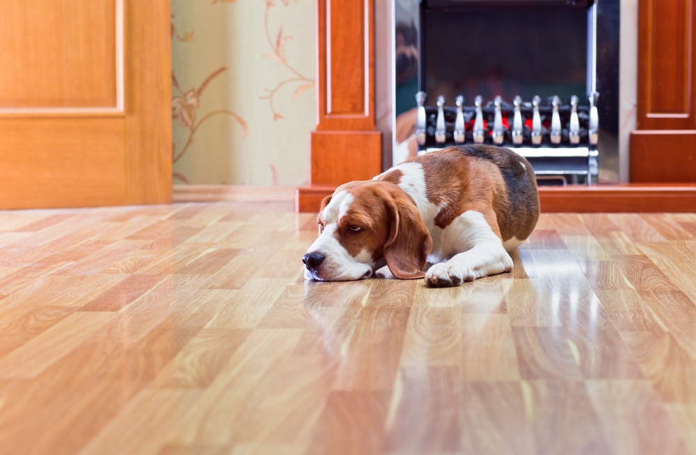 dog-lying-on-laminated-floor
