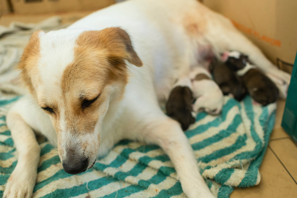 dog newborn puppies whelping box
