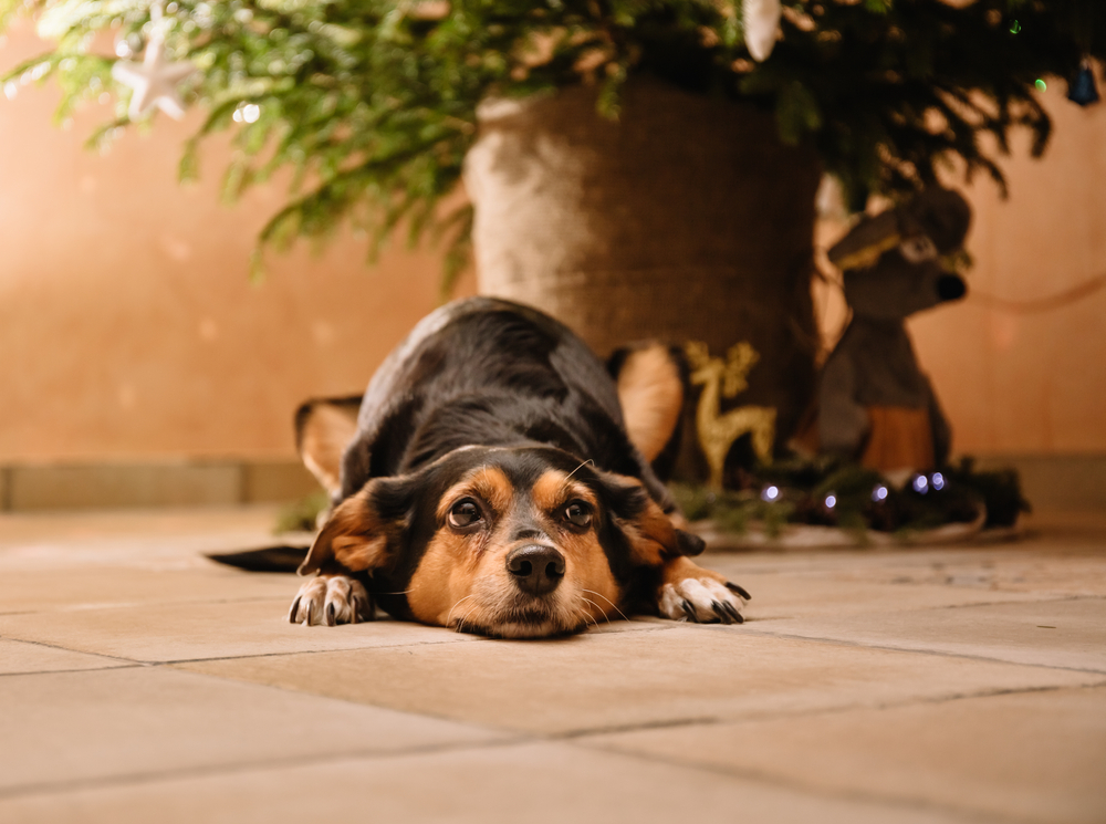 dog of the Transylvanian breed lies under a decorated Christmas tree