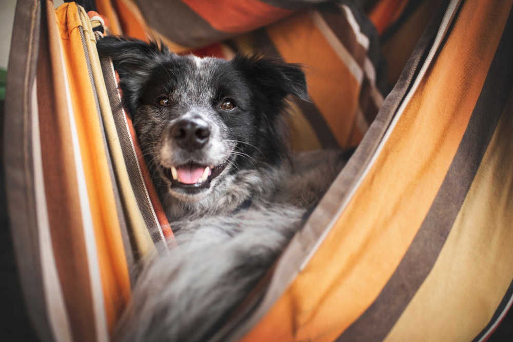 dog on the hammock