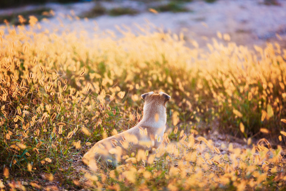 dog outdoors in a foxtail field