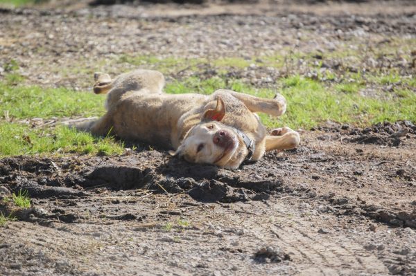 dog rolling on mud outdoors