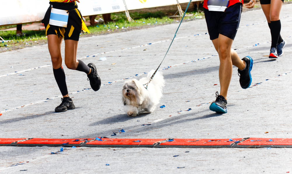 dog running with its owner at a marathon