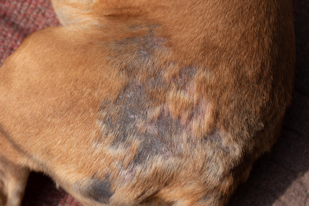 dog scabies. dog hair loss infection