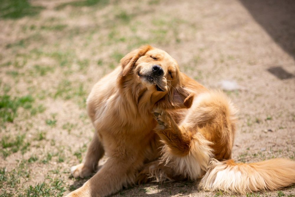 dog scratching the back of his neck