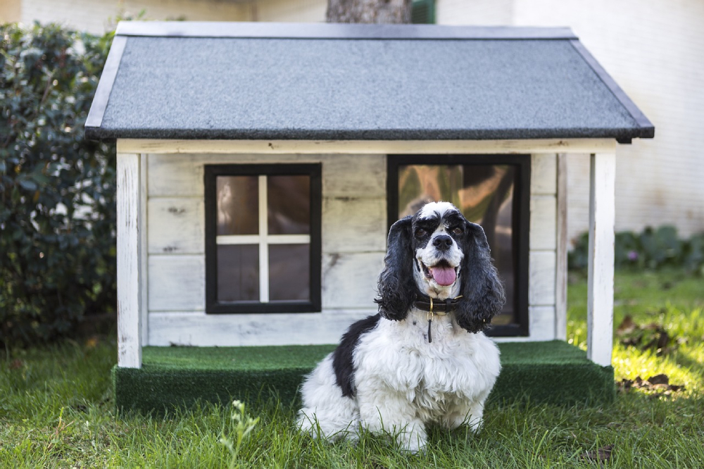 dog sitting in front of a dog house