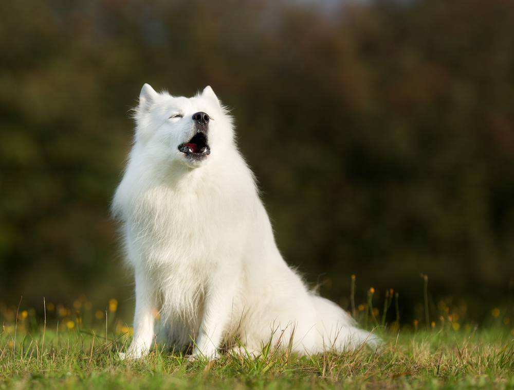 dog sitting on grass and howling