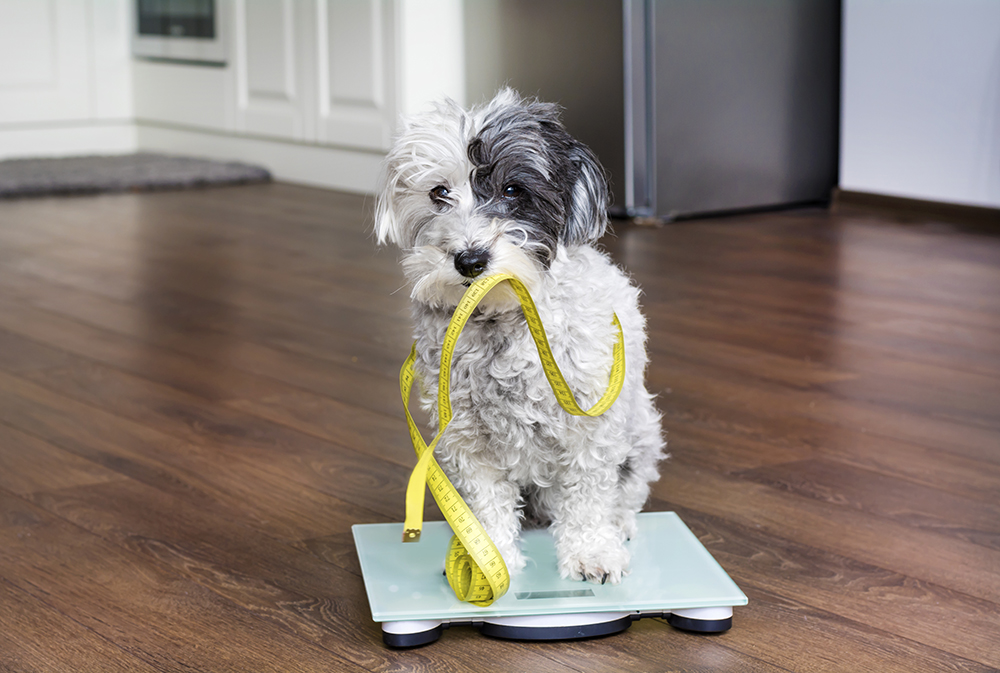 dog sitting on weighing scale with tape measure