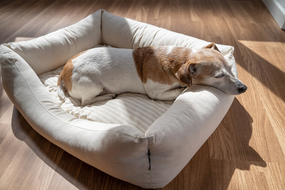 dog sleeping on bolster bed