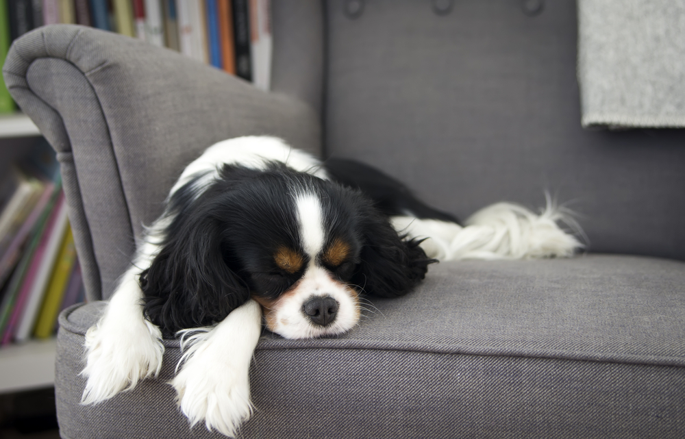 dog sleeping on the sofa