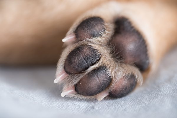 dog toe beans