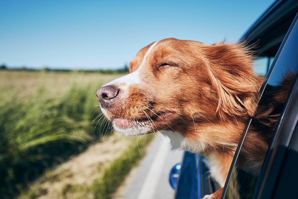 dog travelling with his head outside the window car