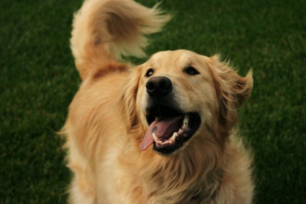 Happy,Golden,Retriever,Outside,On,The,Lawn