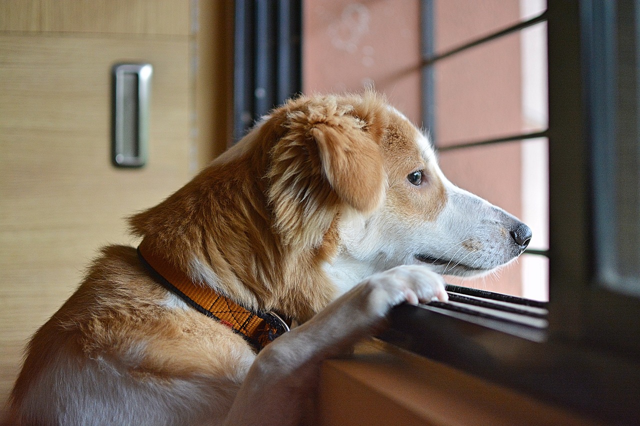 dog waiting by the window
