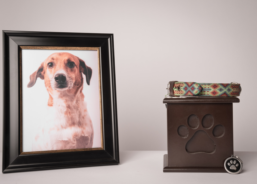 dog was cremated along with a photo frame and collar
