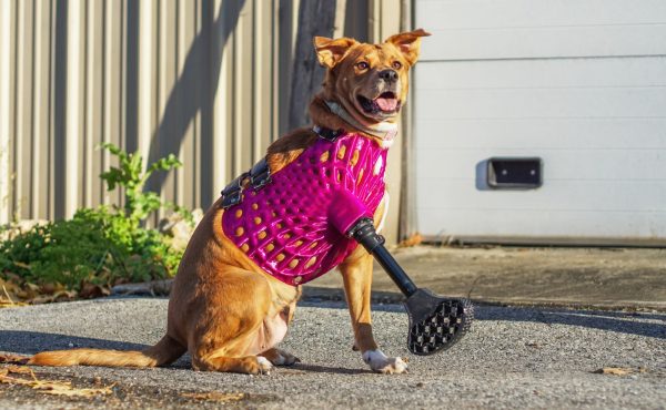 dog wearing a leg prosthetics outdoors