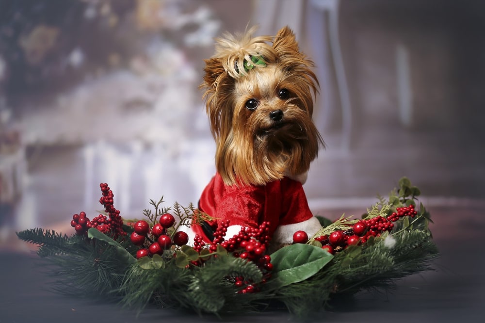 dog wearing christmas theme costume