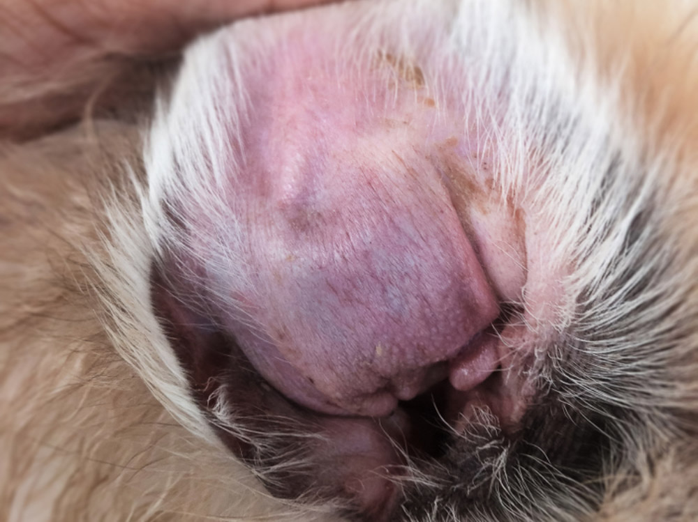 dog with ear hematoma