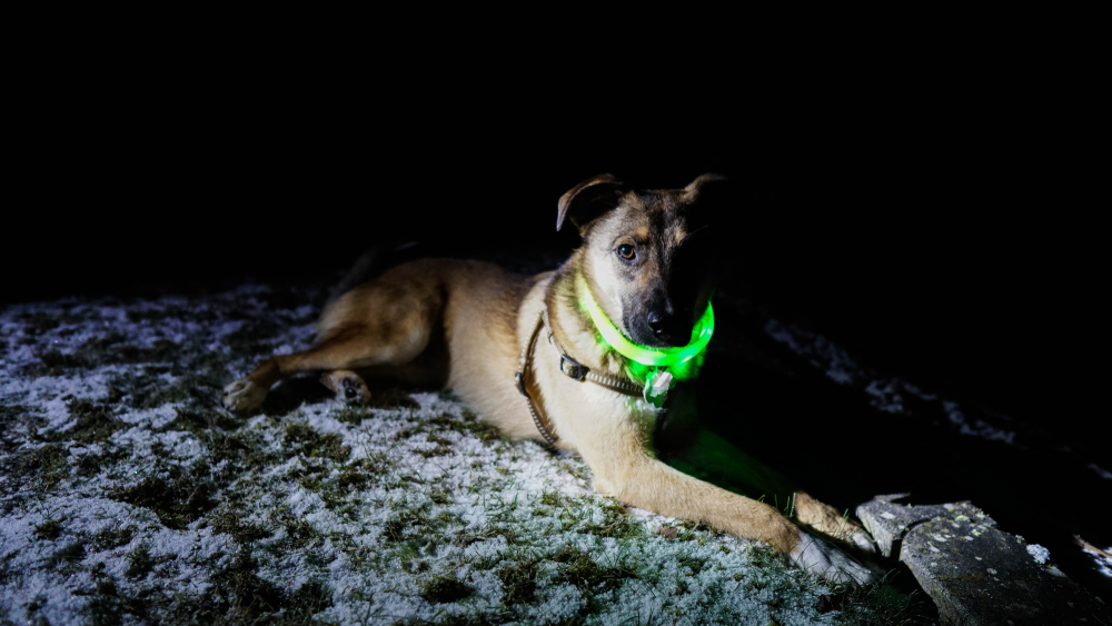 dog with glowing collar in the dark