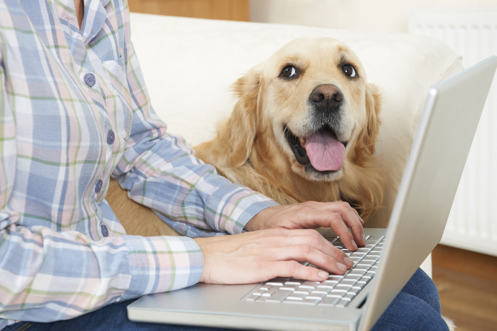 dog with owner using laptop
