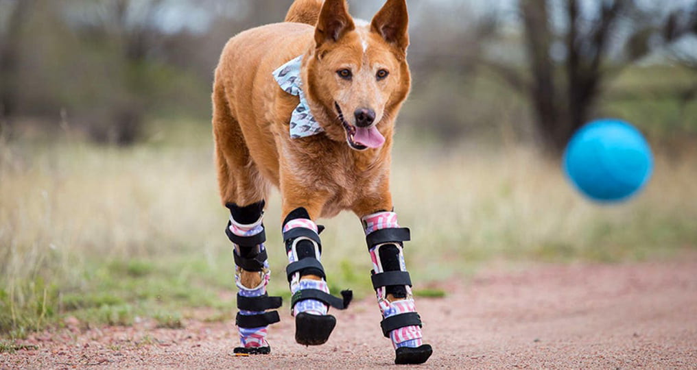 dog with prosthetic leg playing with a ball outdoors