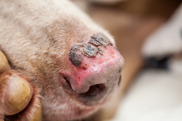 dog with sunburnt nose