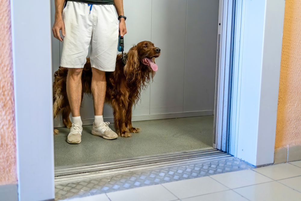 dog with the owner inside the elevator