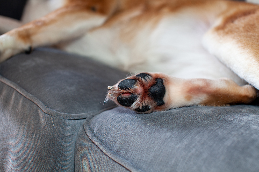 dog with wound on the paw