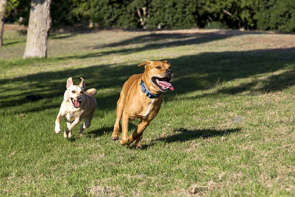 dogs chasing each other at the park