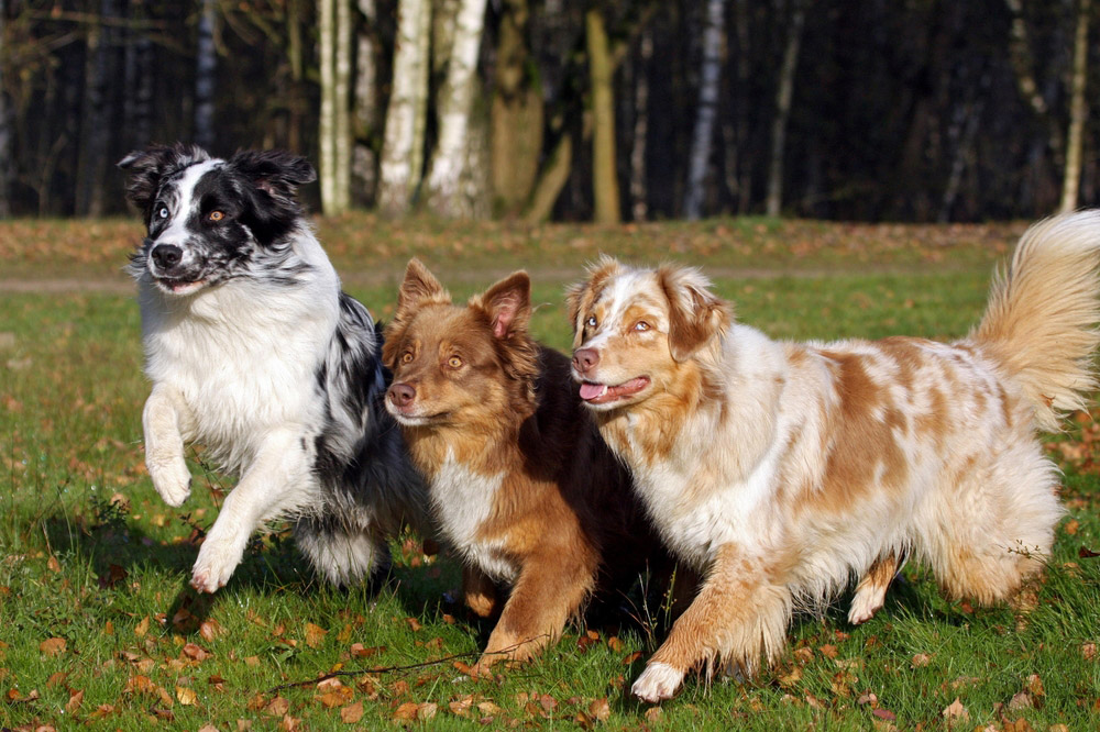 dogs running outdoor