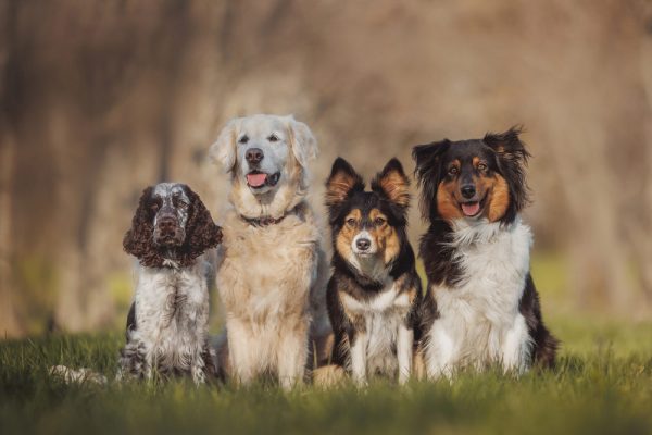 dogs sitting for a portrait at the park