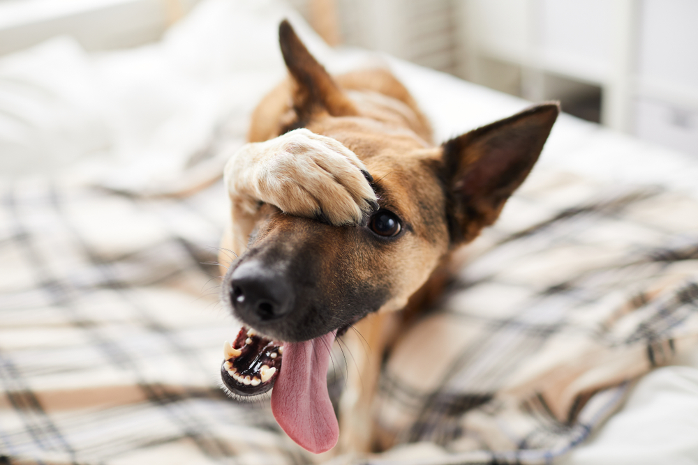 embarrassed dog hiding face with paw