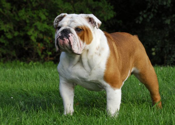 english bulldog standing on grass