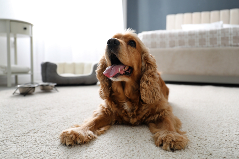 english-cooker-spaniel-dog-on-the-carpet