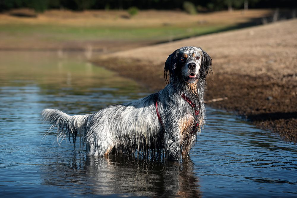 english setter dog in the water