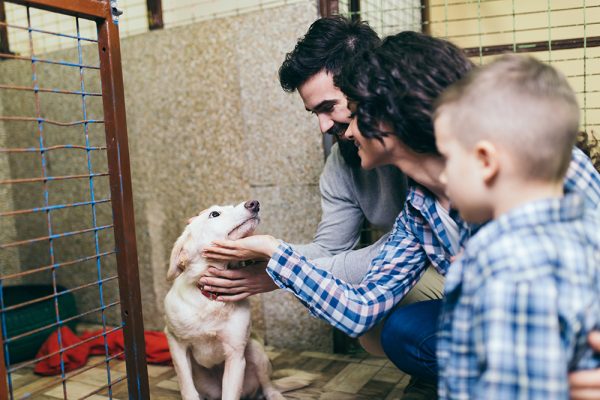 family adopting an older puppy