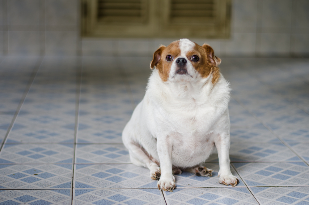 fat chihuahua dog sitting on the floor